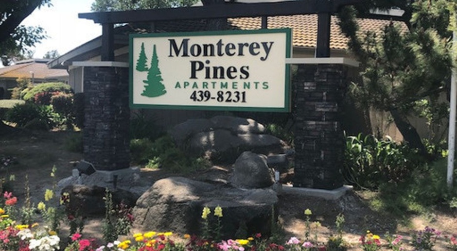 Monterey Pines